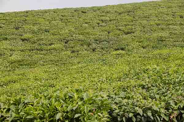 67 - Ruanda - plantacion de te